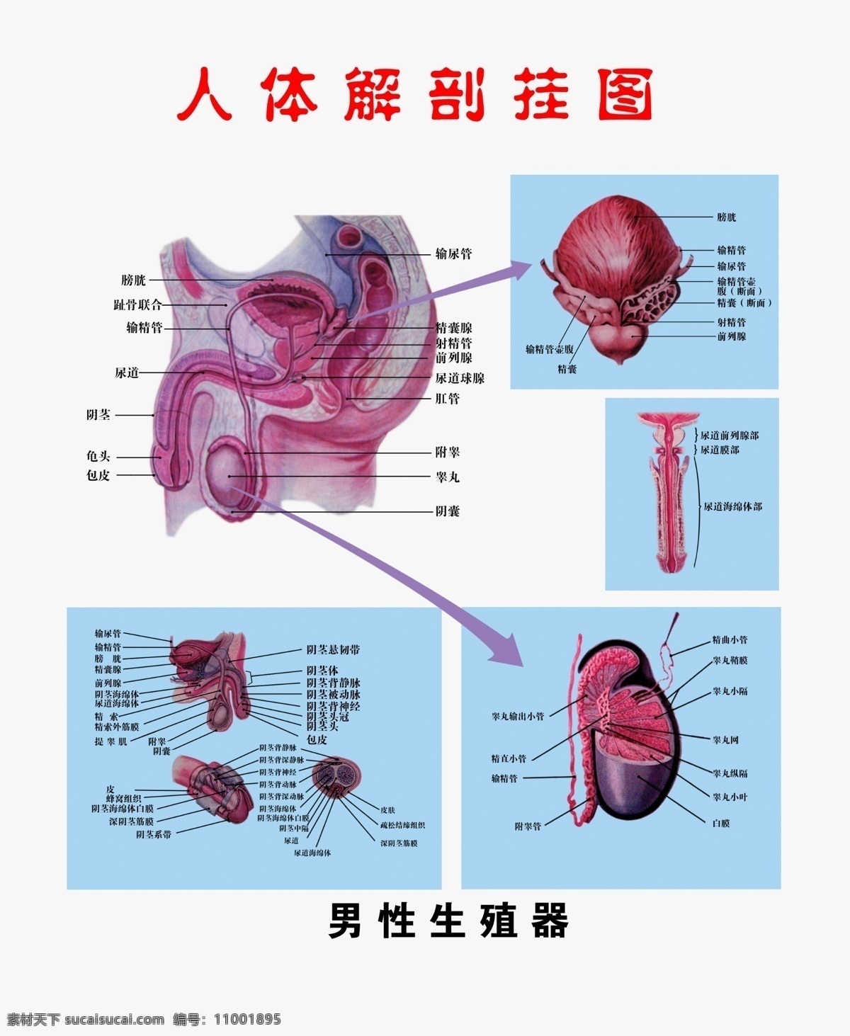 男性解剖图 女性人体构造 女性解剖 女性生殖器 分层 源文件
