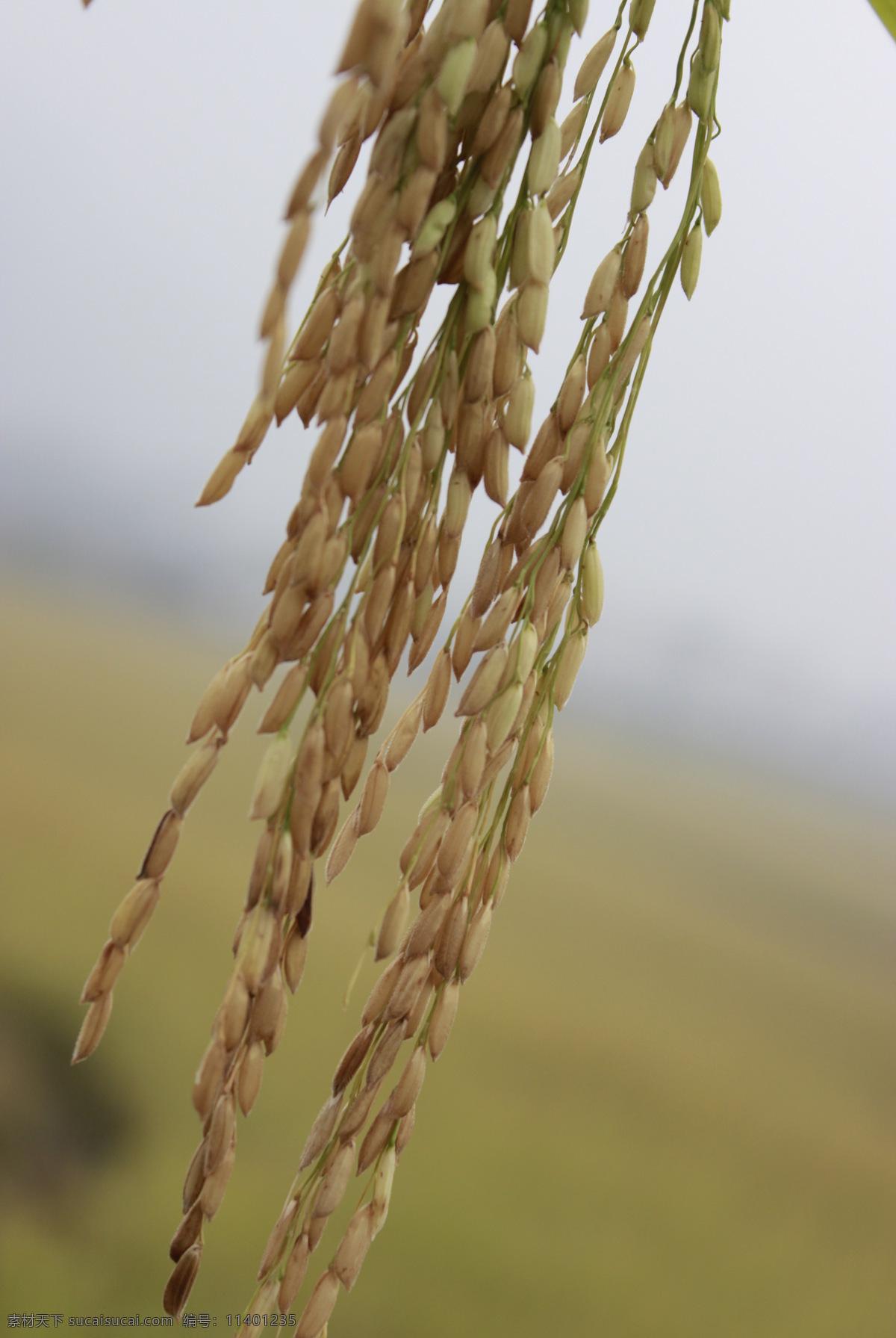 稻米 米 大米 土地 米粒 自然景观 田园风光