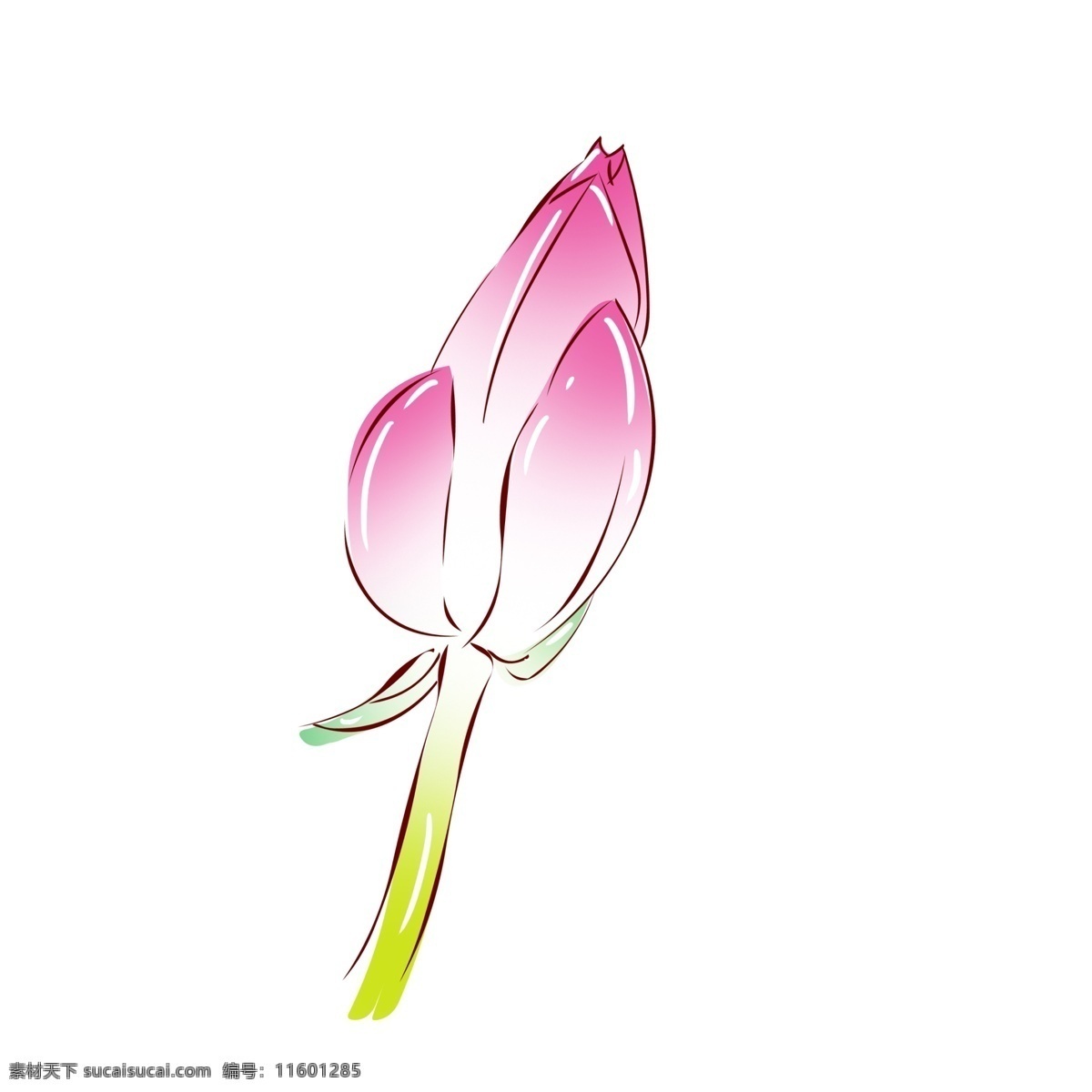 手绘 花 小 清新 植物 粉色 荷花 花苞 手绘花 手绘植物 荷叶 手绘荷花