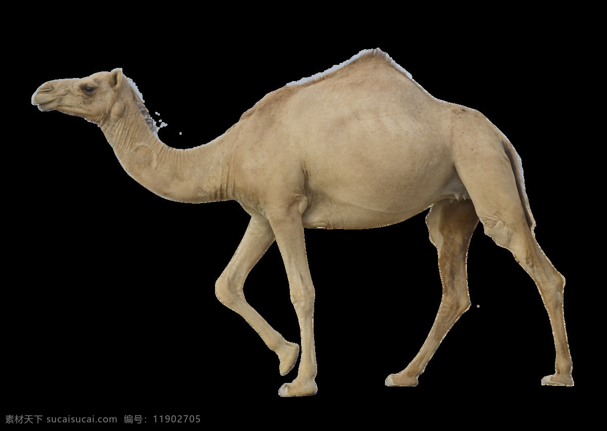 走路 骆驼 免 抠 透明 图 层 沙漠动物 可爱动物图片 家禽 家畜 动物大全 野生动物 世界 上 最 萌 动物 可爱小狗图片 死人 小 动物图片 野生动物图片 萌宠图片
