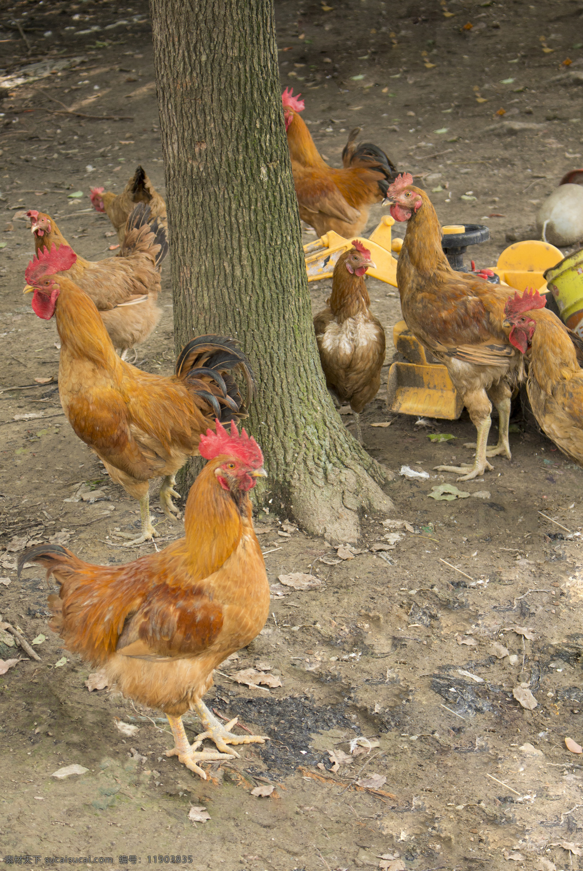 散养鸡 土鸡 生态鸡 公鸡母鸡 群鸡 原生态鸡 摄影专辑 生物世界 家禽家畜