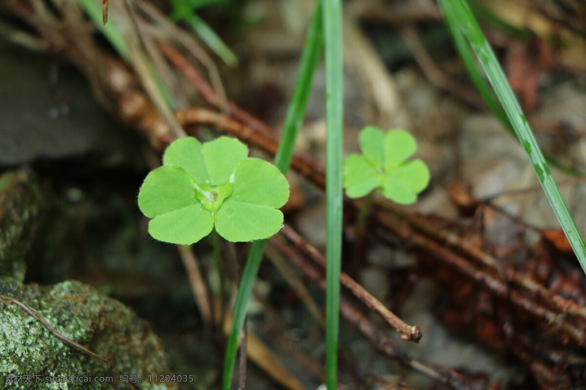 雨后 绿叶 自然 植物 风光 生物世界 花草