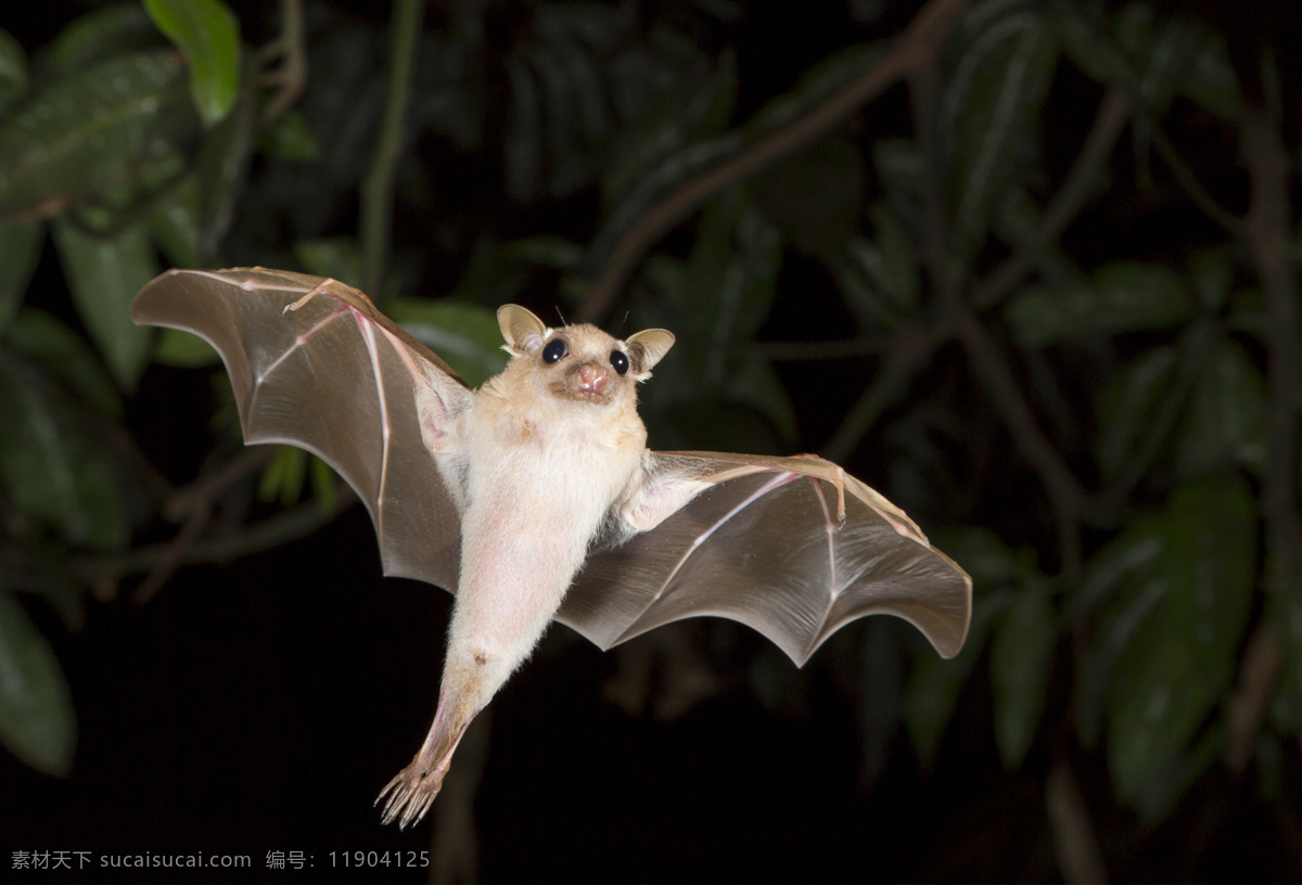 飞翔 蝙蝠 小鸟 空中飞鸟 鸟类 飞鸟 禽类 动物 野生动物 动物世界 动物摄影 生物世界