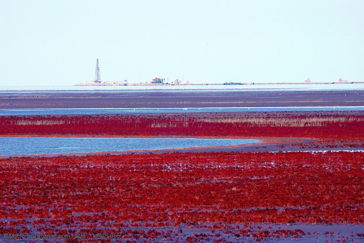 油城风光 芦苇 红柽 黄河入海口 海水 秋色 美丽油城 自然风景 自然景观