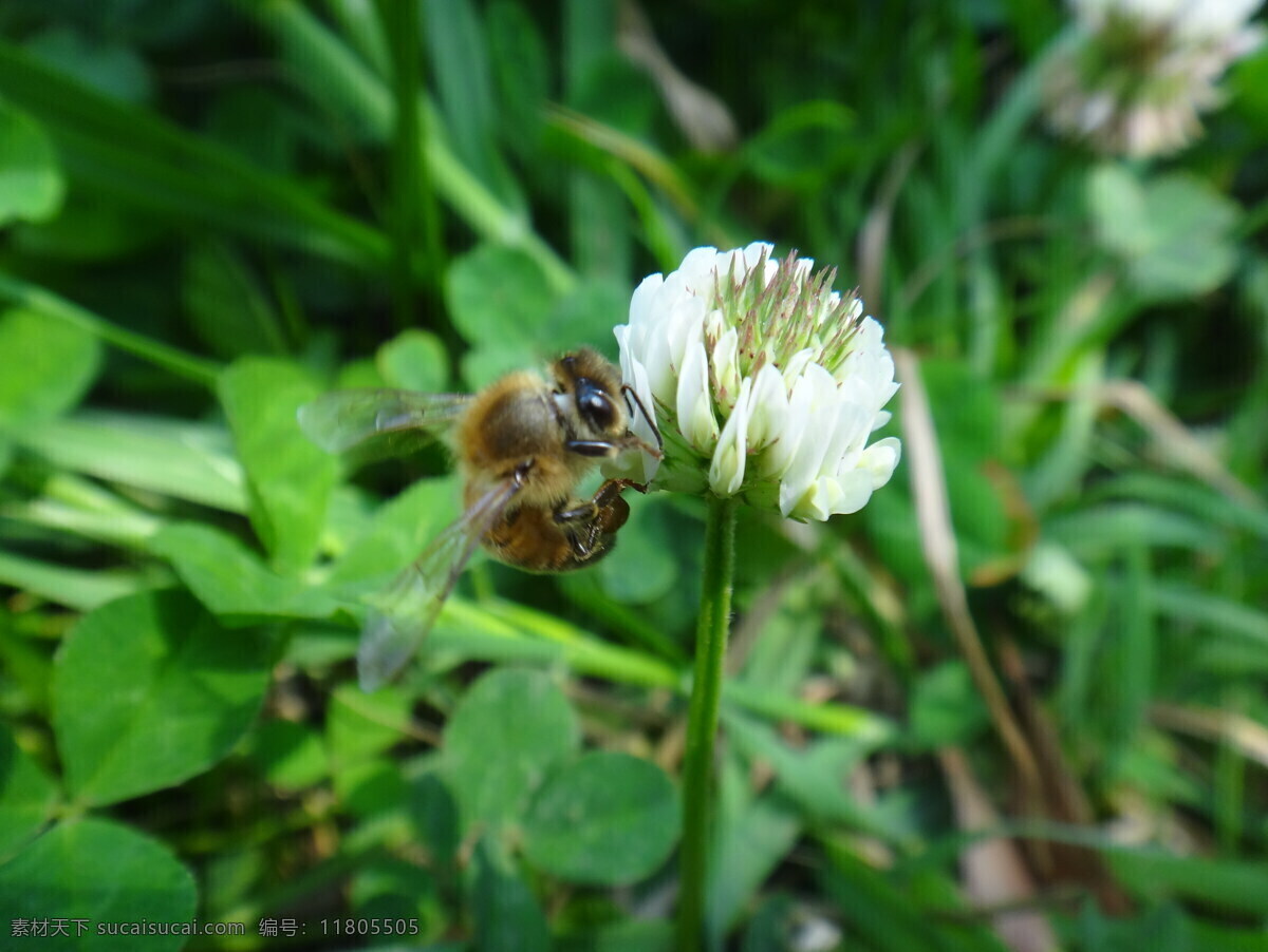 蜜蜂采花 花纹 白色 纯洁 花蕊 蜜蜂 蜂蜜 采花 绿色天然 花草 生物世界