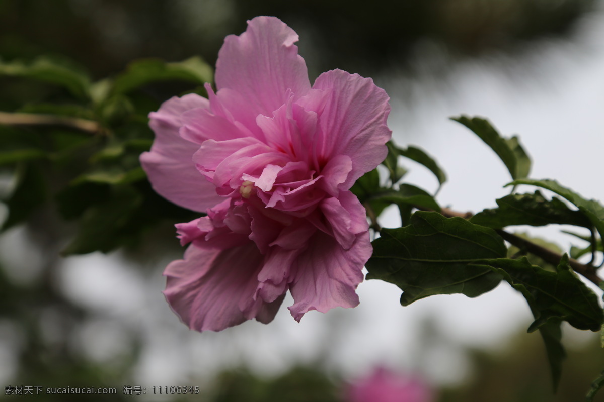 木槿花 木槿 无穷花 花卉 花儿 花草 植物 园林绿化 绿化景观 装饰画 木槿木槿花 生物世界