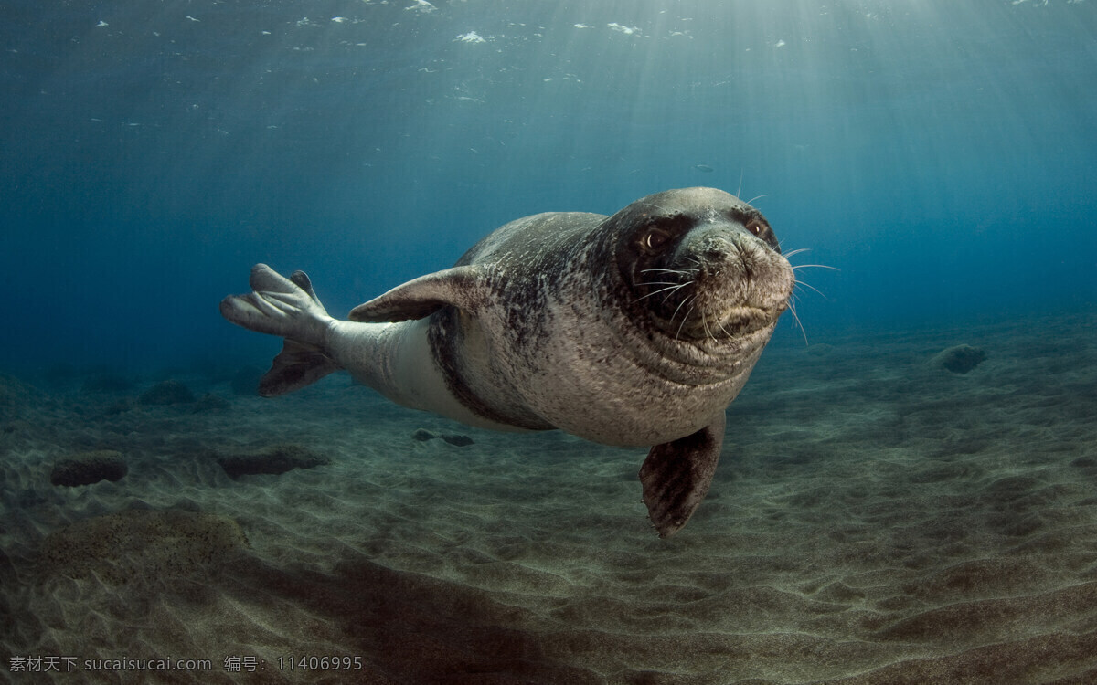 僧海豹 monk seal 水生动物 阳光 生物世界 海洋生物