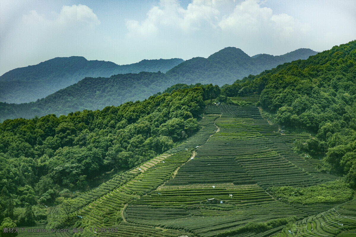 杭州 采茶 茶山 生态茶园 有机茶园 新茶 绿茶