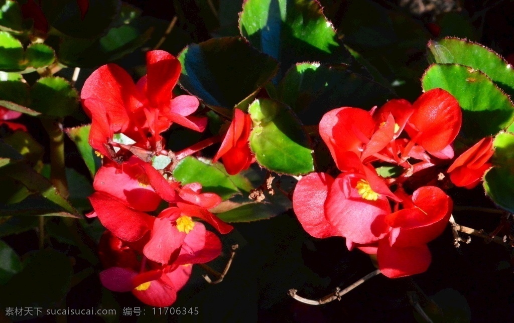 四季 秋海棠 四季秋海棠 蚬肉秋海棠 玻璃翠 花朵 花蕊 花卉 花儿 花卉素材 园林景观 花草 植物 园林绿化 绿化景观 花卉大观园 生物世界