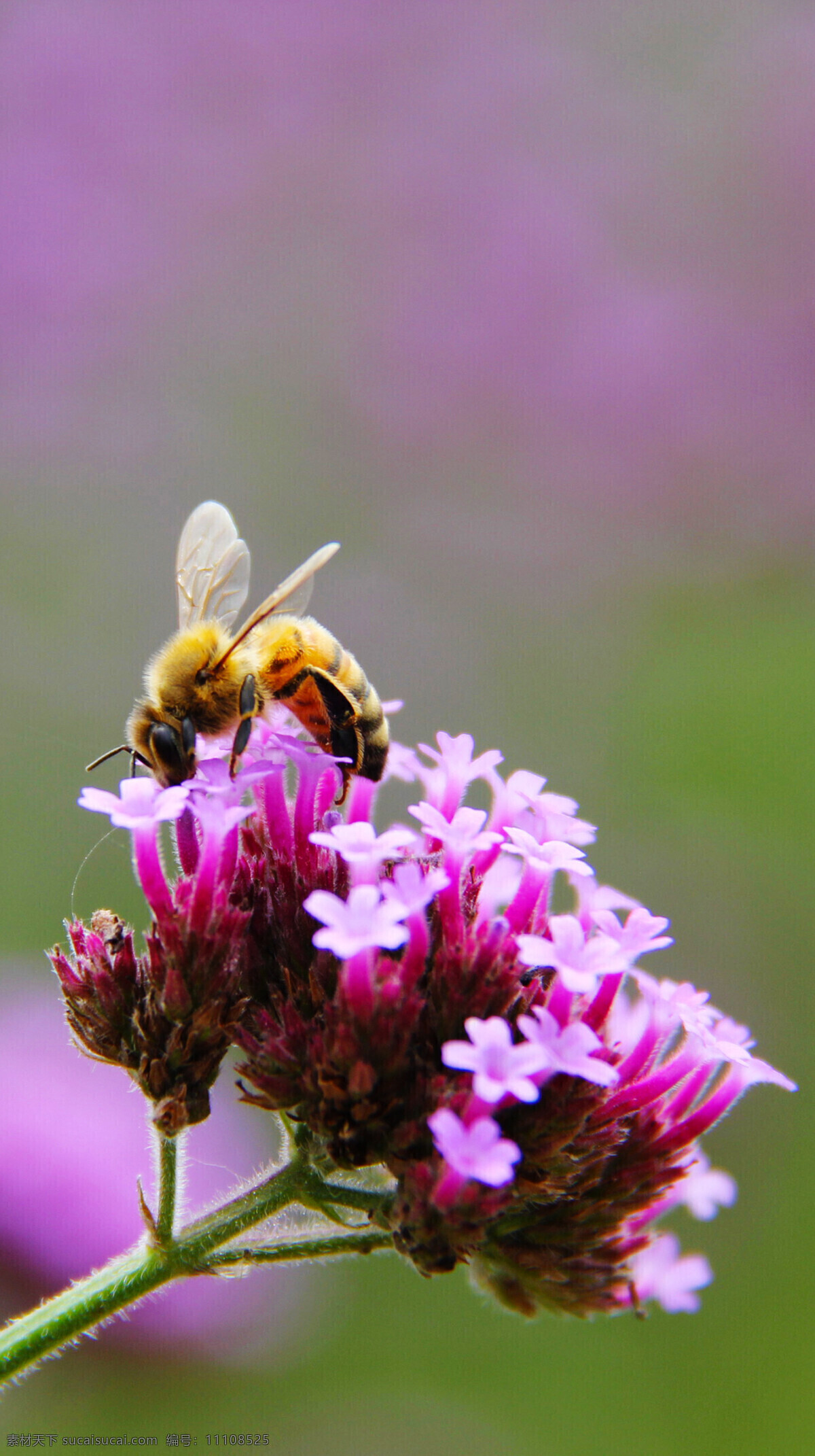 蜜蜂采蜜 花朵蜜蜂 蜜蜂花朵 紫花 一只蜜蜂 采花的蜜蜂