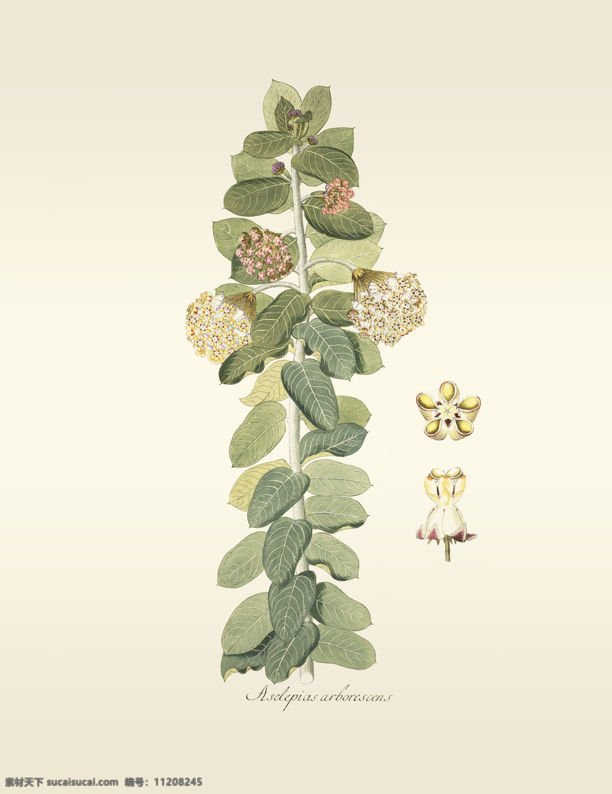 手绘植物插画 图鉴 生物图鉴 蝴蝶 植物 手绘画 水彩画 手绘花朵 兰花插画 自然 手绘花 植物果实插画 兰花 插图 彩色兰花图 唯美鲜花 漂亮 鲜花 装饰画 欧式 花卉 传统艺术 艺术 花朵 花鸟画 手绘花鸟画 风景画 插画 生物世界 花草 手绘 花卉插画 茶花 叶子 植物插画 树木树叶
