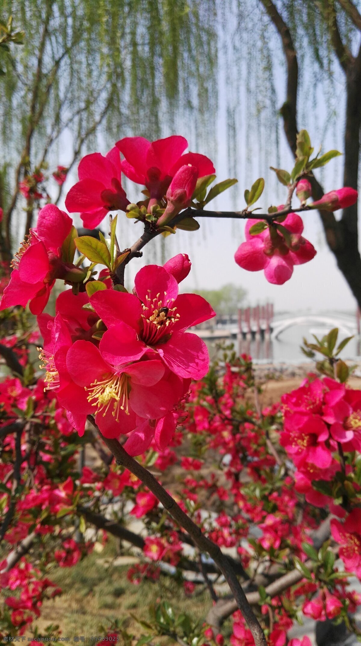 碧桃花 榆叶梅 粉色花 花树 花朵 蓝天 植物 花草 生物世界 花卉