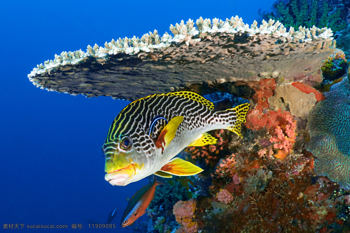 海鱼摄影 海鱼 海底世界 海洋生物 海洋动物 鱼类动物 水中生物 生物世界 蓝色