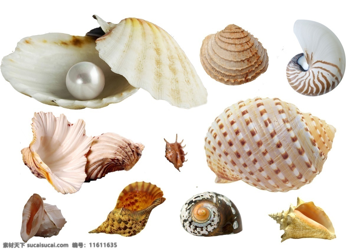 贝壳 海螺 贝类 海中生物 分层 源文件