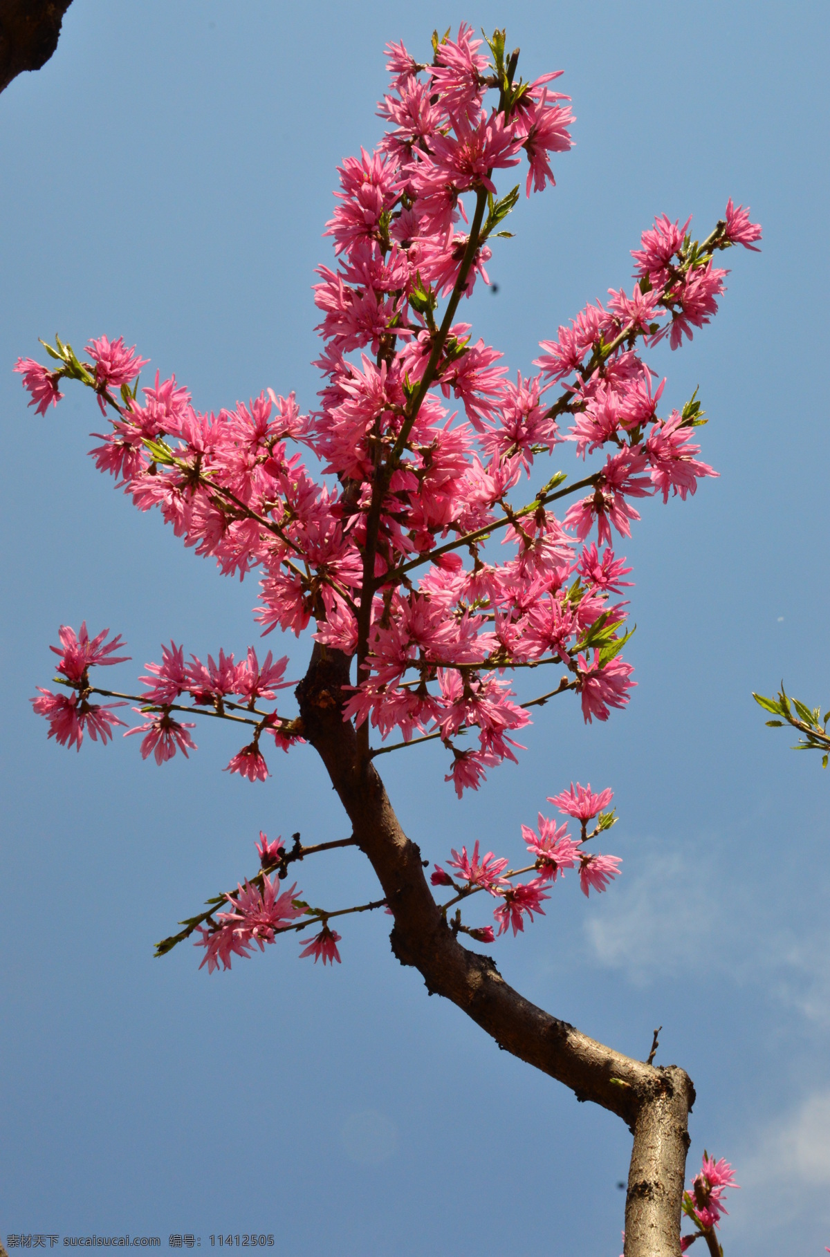 菊花桃 碧桃花儿 园林美景 红粉碧桃 红粉桃花 观赏桃花 重瓣桃花 花朵 花蕊 花瓣 枝叶 春天 花卉 绿化景观 山桃碧桃 生物世界 花草