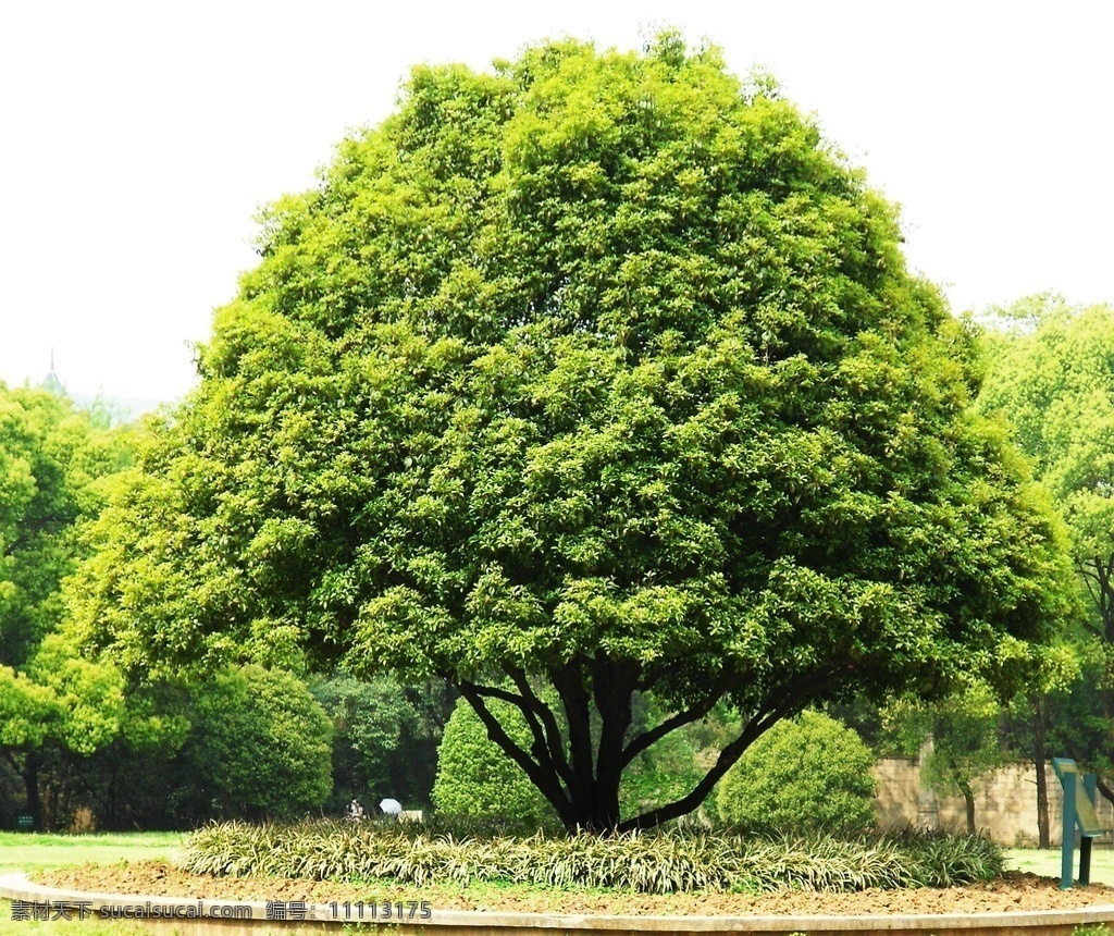 一棵大树 大树 绿叶 茂盛的树 枝叶 繁茂 江苏实景 实拍 自然景观 自然风景