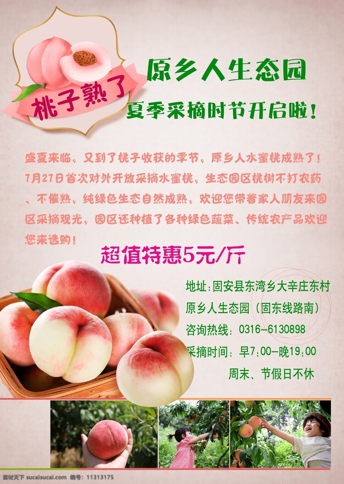 采摘桃子 采摘 桃子 生态园 夏季 亲子 招贴设计