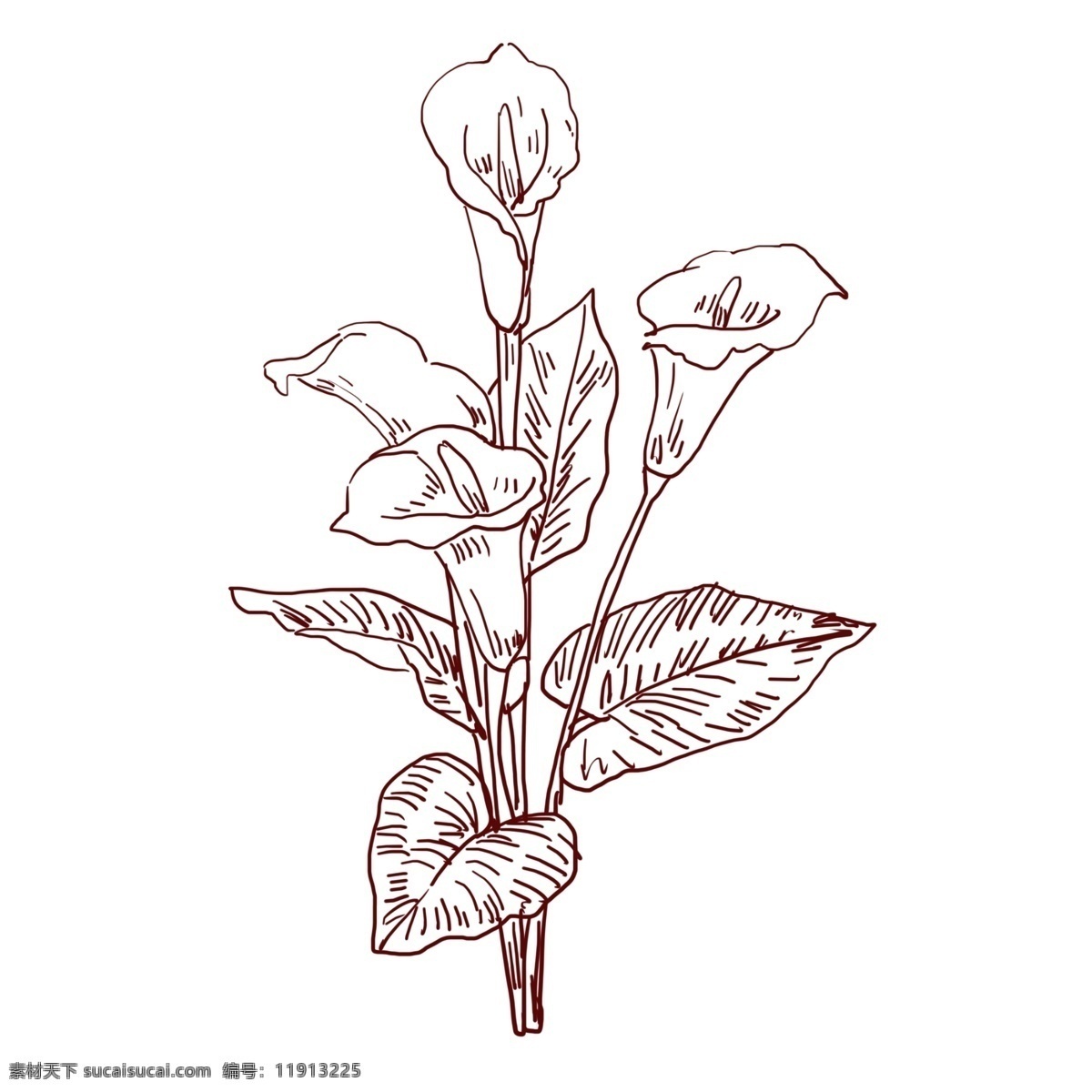 手绘 线描 花卉 插图 一帆风顺花卉 绿叶 线描植物 植物插画 植物插图 手绘花卉 绘画插图