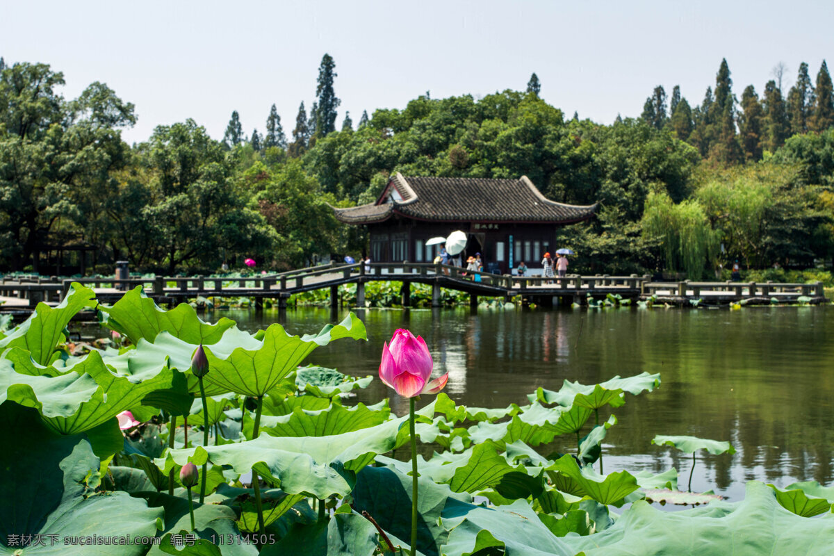 杭州 西湖 曲院风荷 园林 山水 旅游风光 旅游摄影 国内旅游