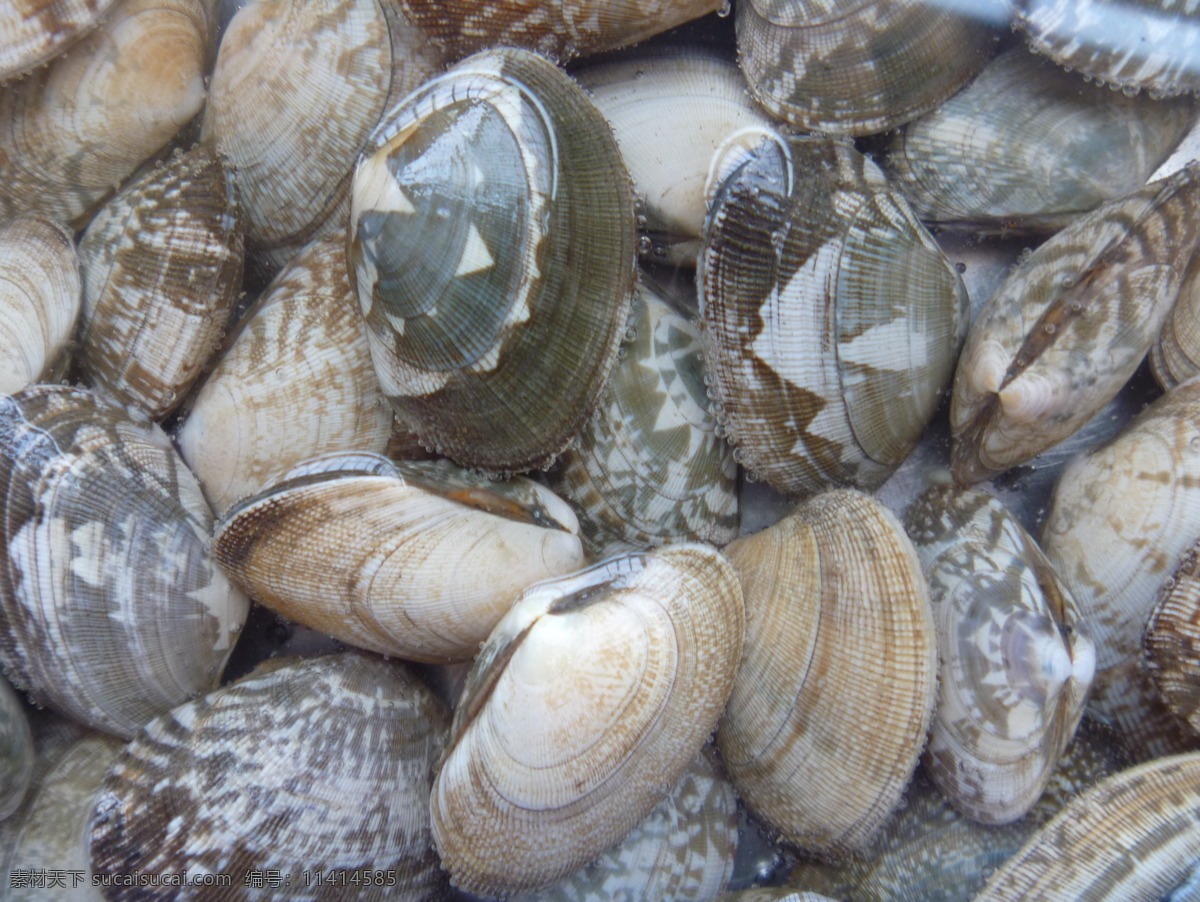 海里生长的蛤 蛤 贝类 海贝 海鲜 尜 海洋生物 灰色