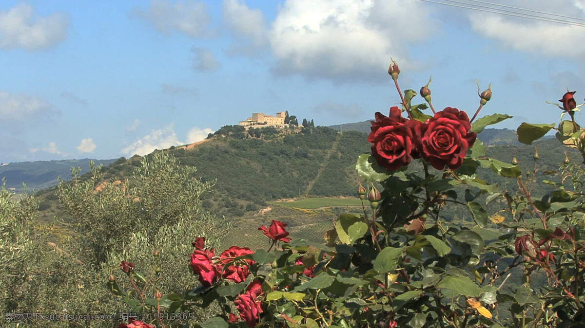 托斯卡纳 玫瑰 景观 股票 录像 灌木 花 山 视频免费下载 天空 意大利 云 佛罗伦萨 其他视频