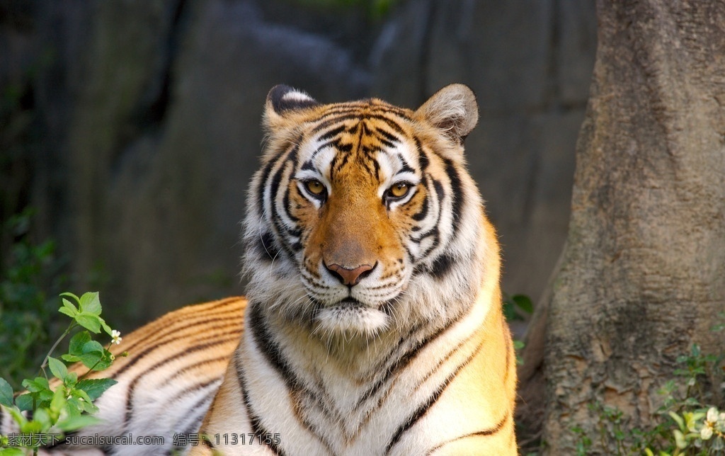 老虎 动物 野生动物 生物世界