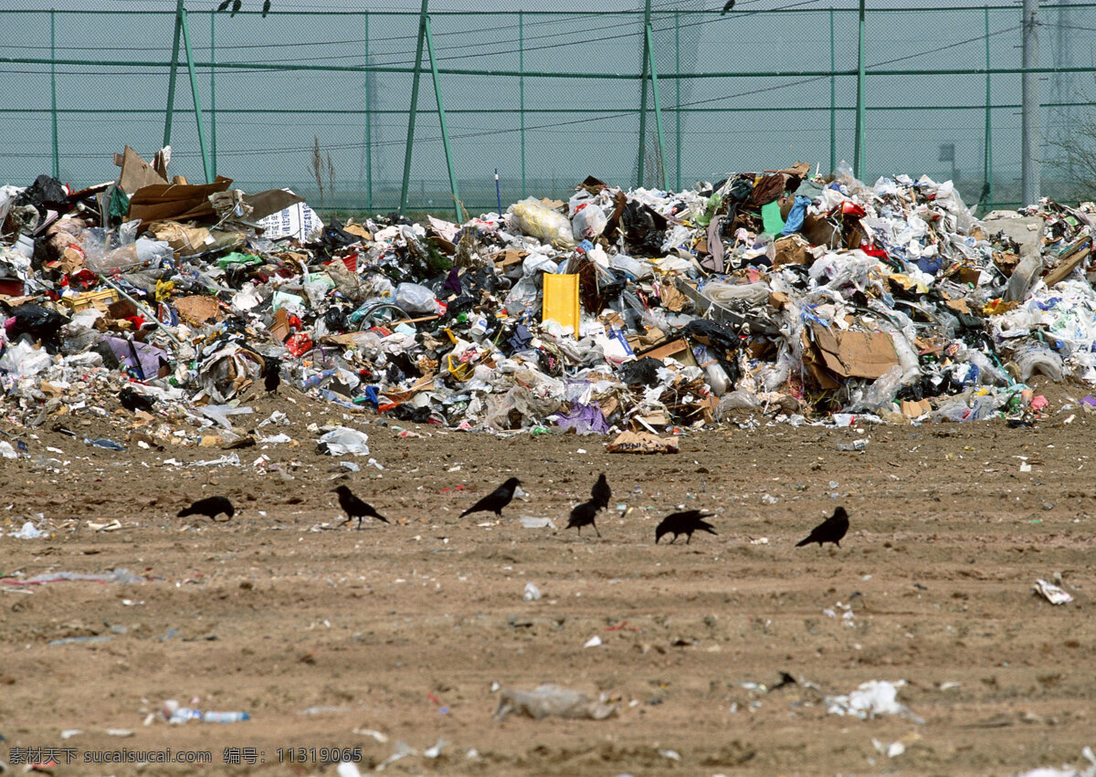 乌鸦和垃圾 乌鸦 垃圾 环境 污染 乱丢 肮脏 保护 自然景观