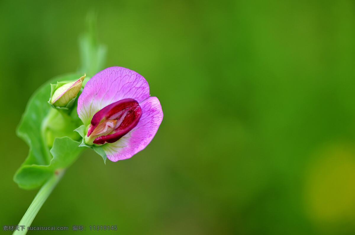 唯美 花 植物 自然 豌豆花 鲜花 花卉 花朵 生物世界 花草