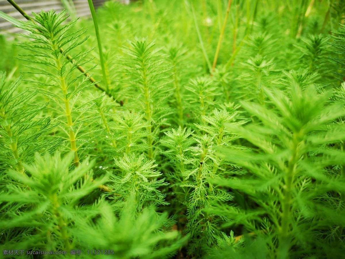 狐尾藻 绿 嫩绿 青草 近景 生物世界 花草