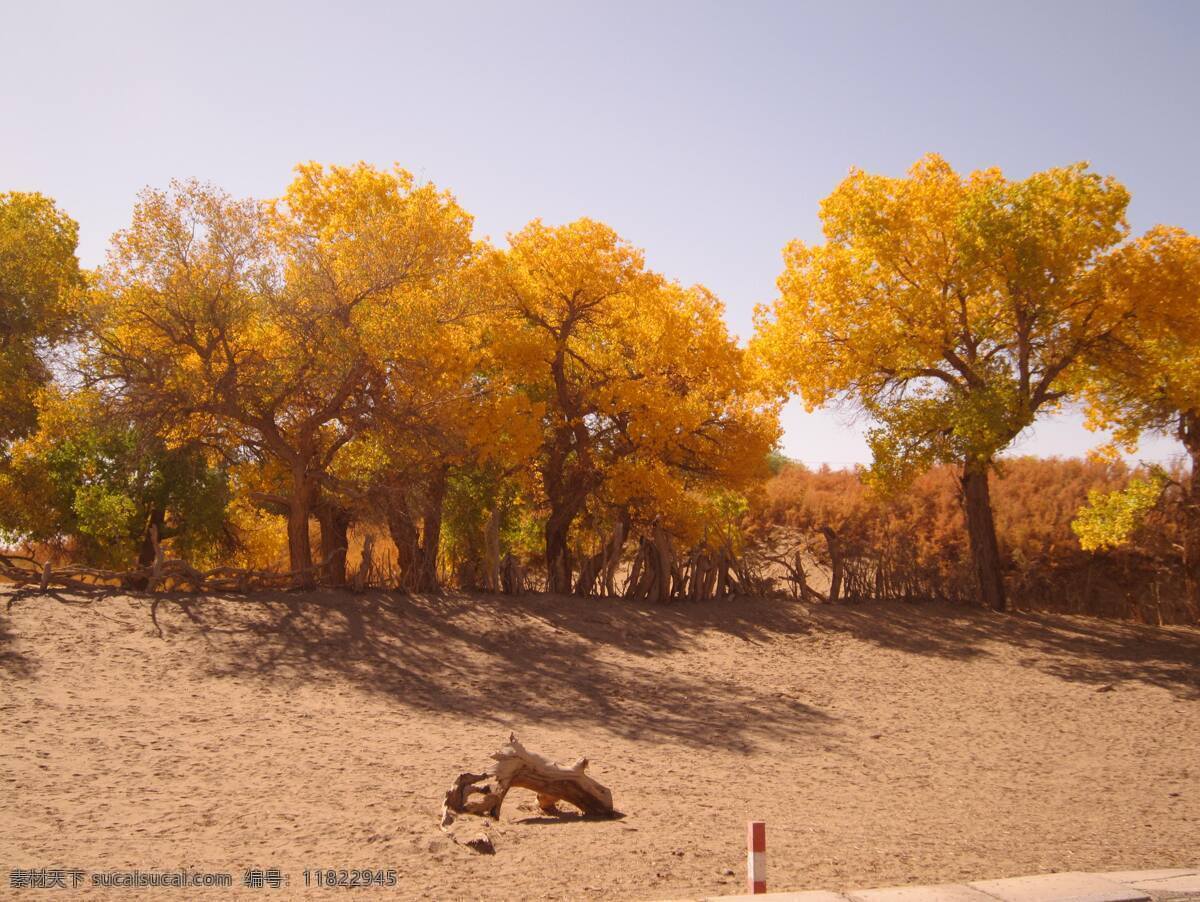 大漠胡杨 景观 自然 奇观 风景 新疆大漠 风景名胜 自然景观 棕色