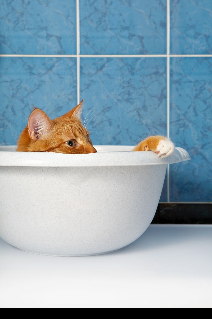 面盘中的猫猫 浴室 宠物 猫猫 洗澡 面盘 花猫 高清晰 猫眼 黄猫 美国短毛 黄色虎斑 虎斑猫 tabby 生物世界 家禽家畜 摄影图库