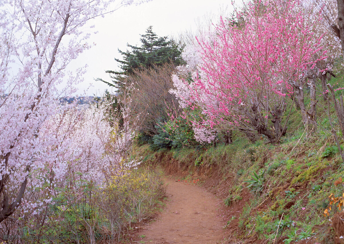 春暖花开 花 花瓣 花边 花草 花朵 花卉 花藤 花纹 风景 生活 旅游餐饮