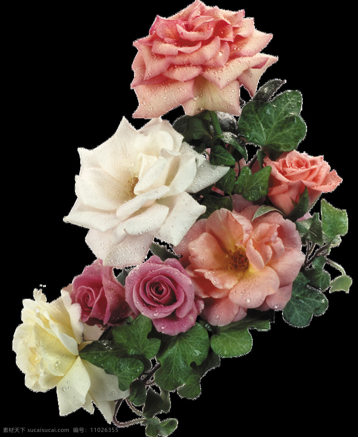 新鲜 带 露水 玫瑰 花束 透明 白色 粉红色 绿叶 免扣素材 透明素材 植物 装饰图片