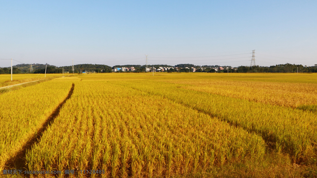 稻田 田 米 有机 水稻 自然景观 田园风光