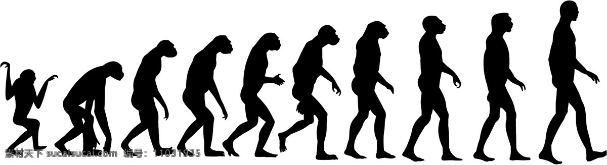 人类进化 人类 进化 猿人 直立行走 猩猩 生物世界 野生动物
