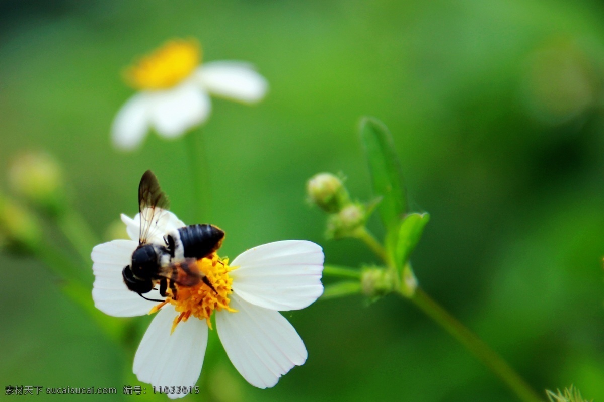 蜜蜂 昆虫 生物世界 野花 采蜜