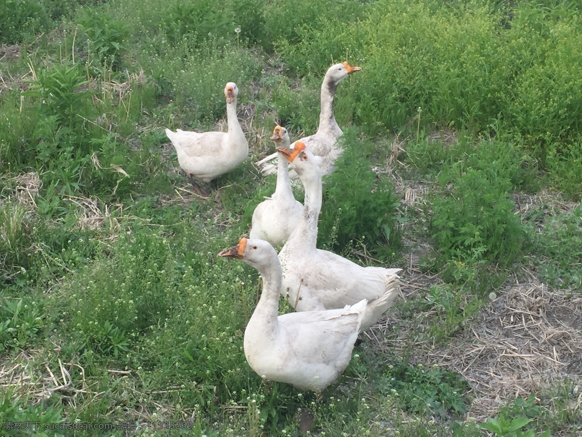 大鹅 鹅 白色鹅 大白鹅 草地 鹅群