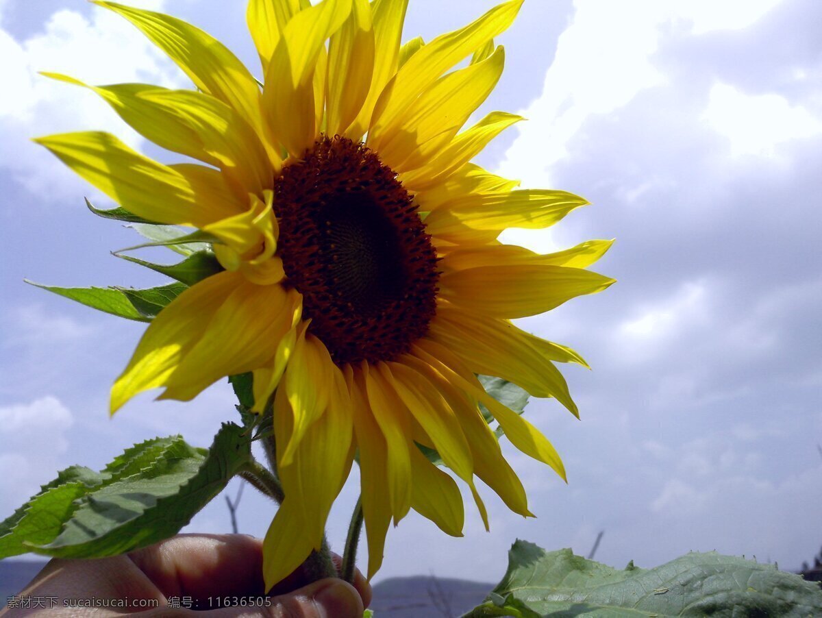 向日葵 太阳花 葵花 太阳 花 花草 生物世界