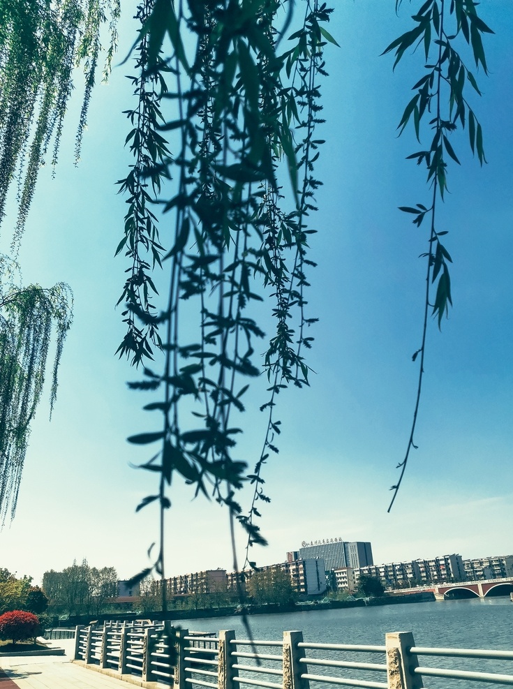 杨柳 垂柳 河水 栏杆 建筑 春天 蓝天