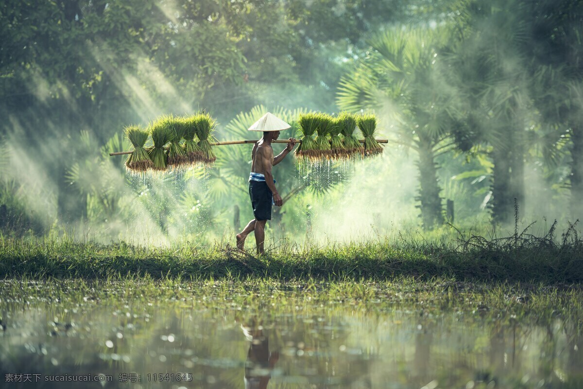 田间的农名 东南亚 泰国 田间 稻米 惬意的生活 劳作 安静 旅游摄影 国外旅游