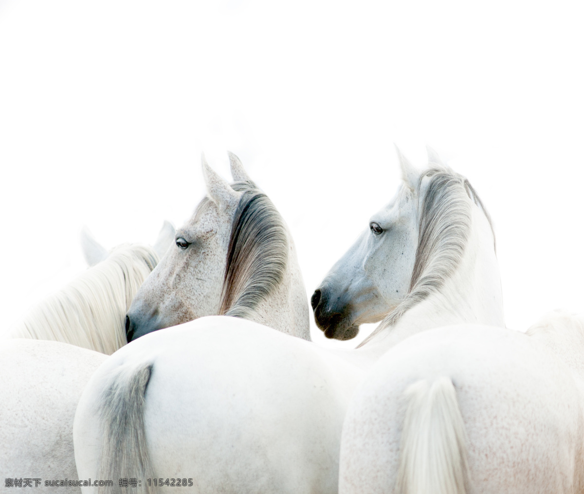 漂亮 白色 马头 高清 马 骏马 白色的马 漂亮的马 可爱的白马 动作 奔跑 动物 写真 特写 生物世界 野生动物