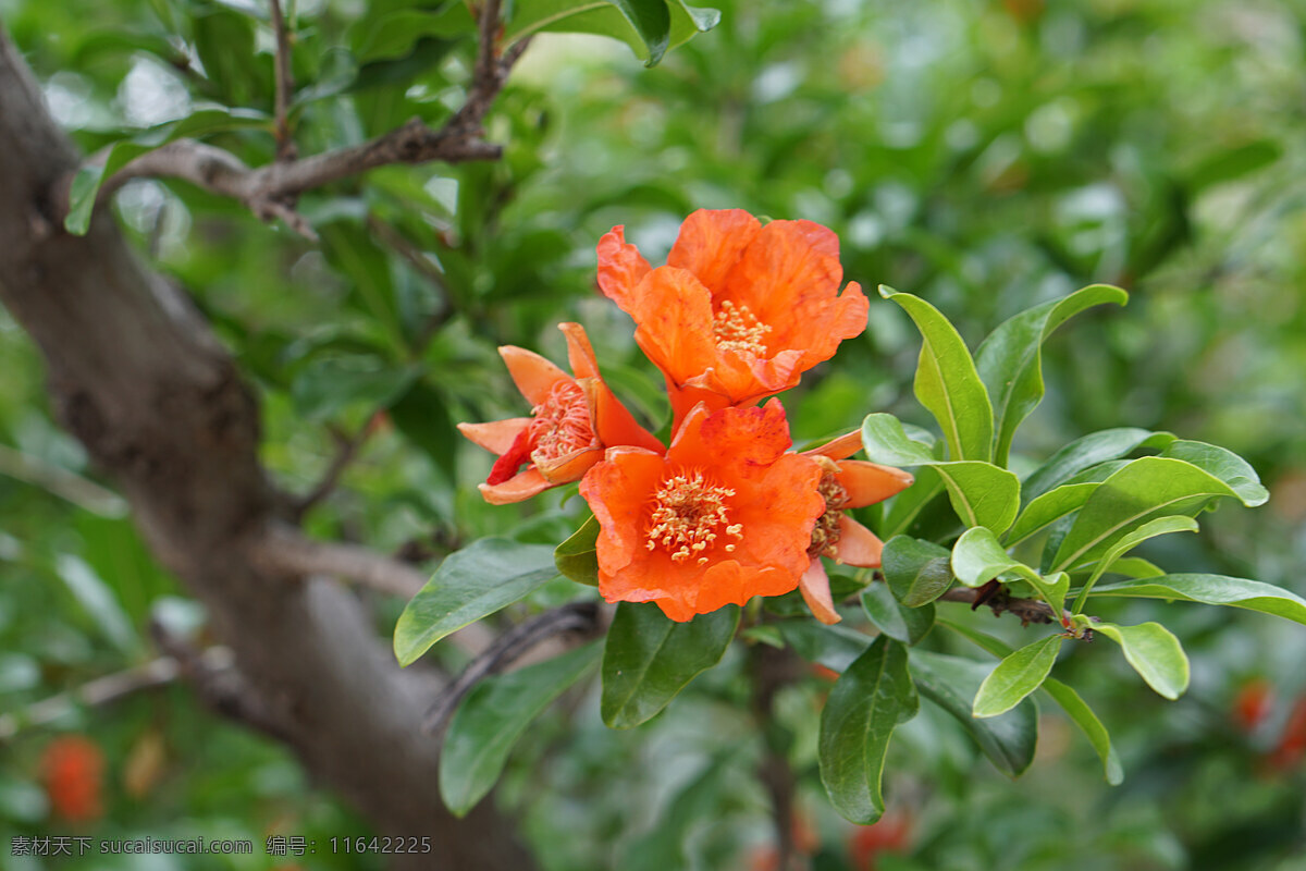 花儿 精美石榴花 高清石榴花 花草树木 唯美花朵 小区绿化 花园 花朵 花丛 花坛 花朵特写 枝叶中的花朵 树上的花朵 石榴花特写 生物世界 花草