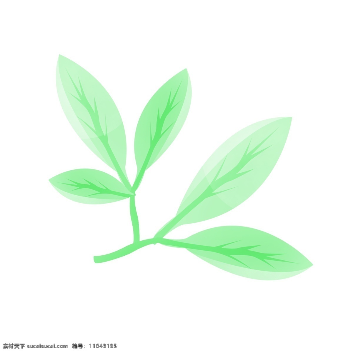 浅绿色 树叶 插画 浅绿色的树叶 卡通插画 绿叶插画 叶子插画 树叶插画 植物插画 美丽的树叶