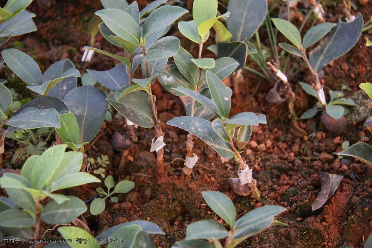 茶油树苗 茶油 油茶 树苗 嫁接 油茶耔 茶耔 山茶油 高山茶树 高山油茶 高山茶油 树木树叶 生物世界