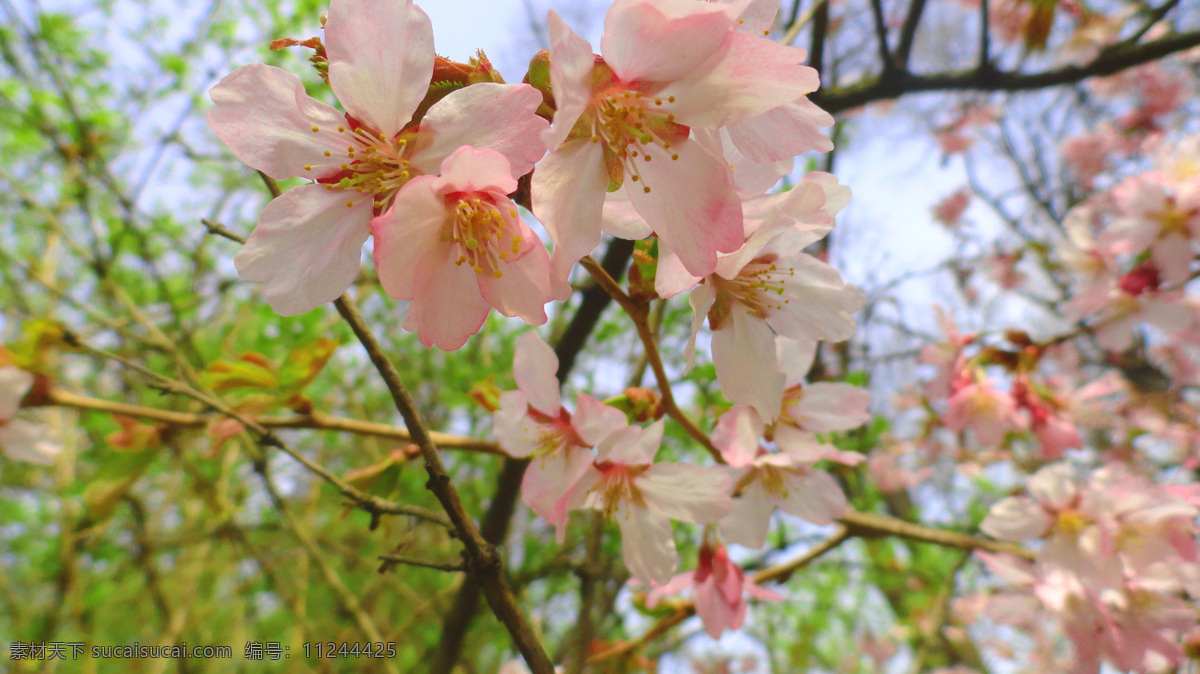 樱花 美丽鲜花 美丽花朵 花卉 樱花摄影 美丽风景 鲜花景色 鲜花美景 花草树木 生物世界 白色