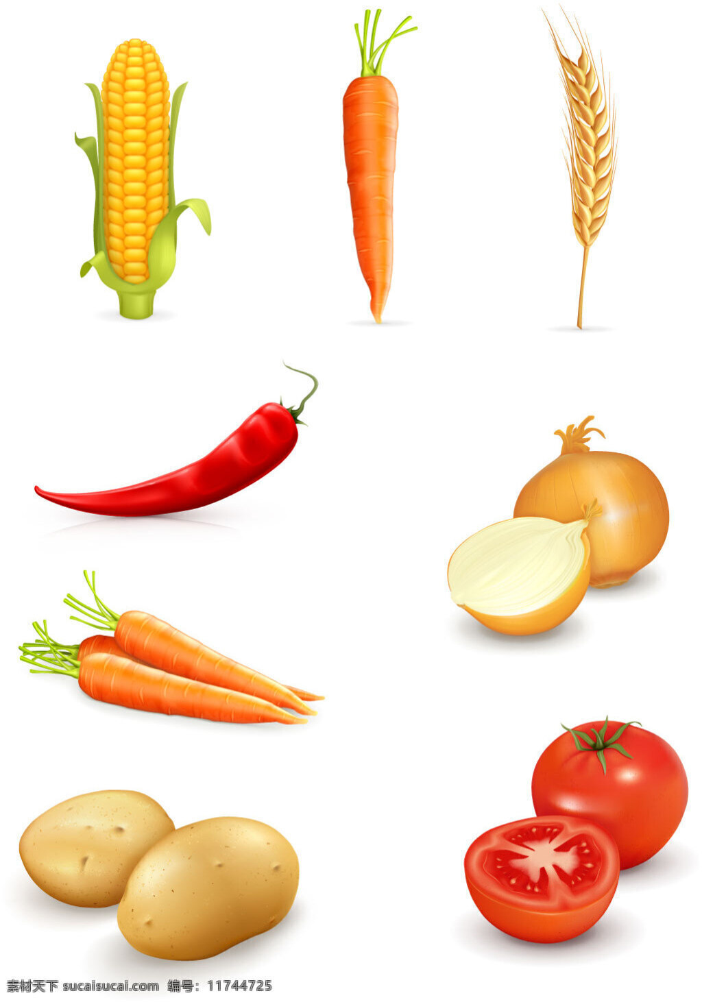 不同 蔬菜 写实 风格 矢量 集合 不同的 写实风格 矢量素材