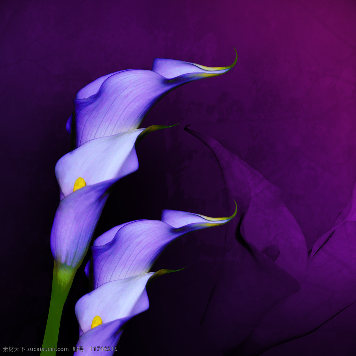 紫色 花卉 无 框 画 无框画 装饰画 油画 紫色花 绘画书法 文化艺术 书画文字
