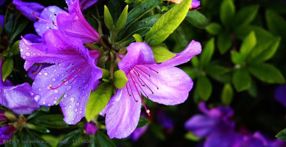 紫色 杜鹃花 高清 鲜花 花卉 花草 花朵 花