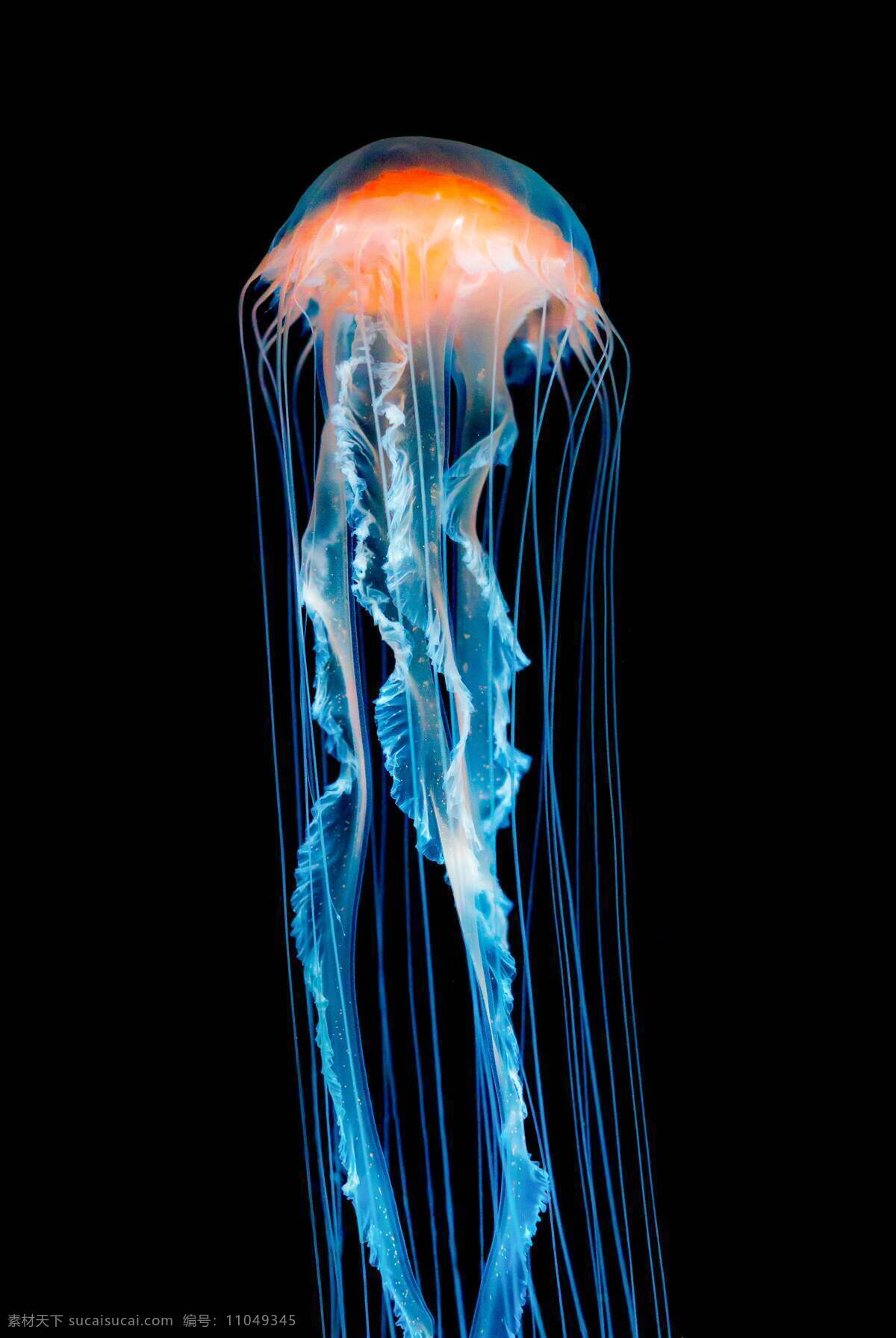 水母图片 海洋 生物 透明 美丽 水母 生物世界 海洋生物