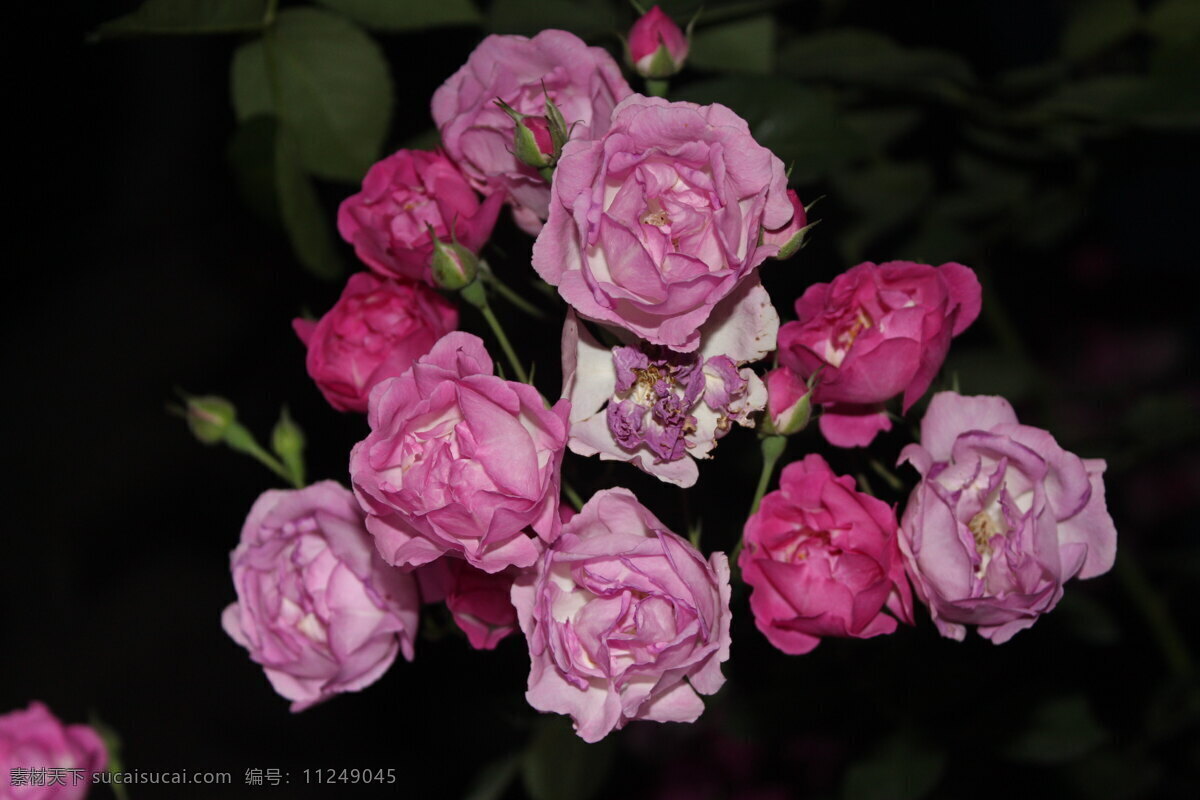 花 花草 花卉摄影 花卉素材 生物世界 月季 月季花 春季花卉 草本花卉 夜色花卉 景观花卉 psd源文件